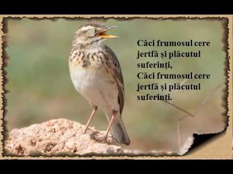 PRIVIGHETOAREA OARBĂ