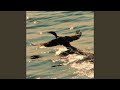 Flight of Magic Bird