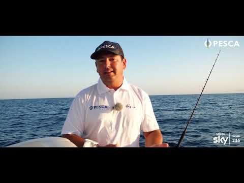 Traina con il vivo a Dentici - Consigli su dove trovarli e innesco calamaro