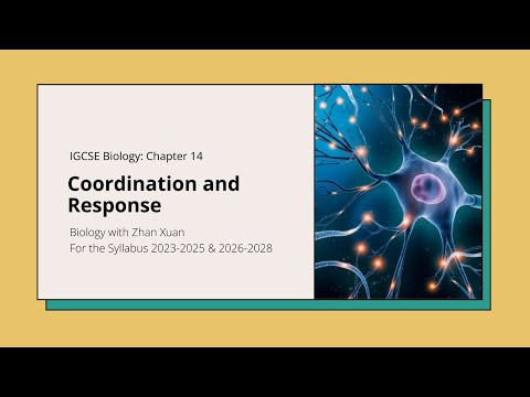 IGCSE Biology - Chapter 14 | Coordination and Response