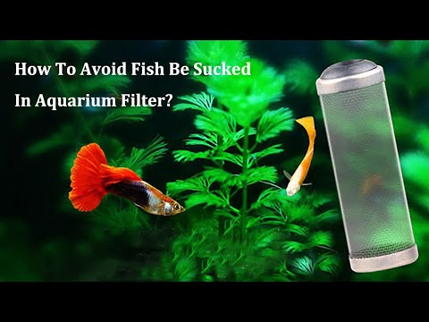 YouTube video about: How to prevent fish from getting stuck in filter?