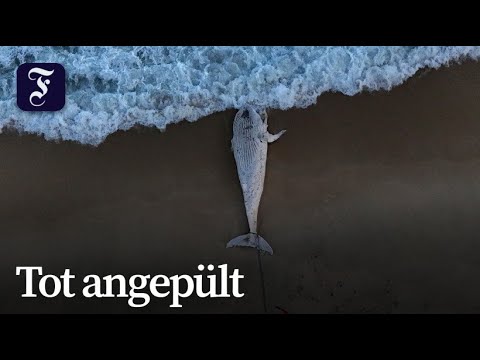 Buckelwal am Strand von Rio de Janeiro geborgen