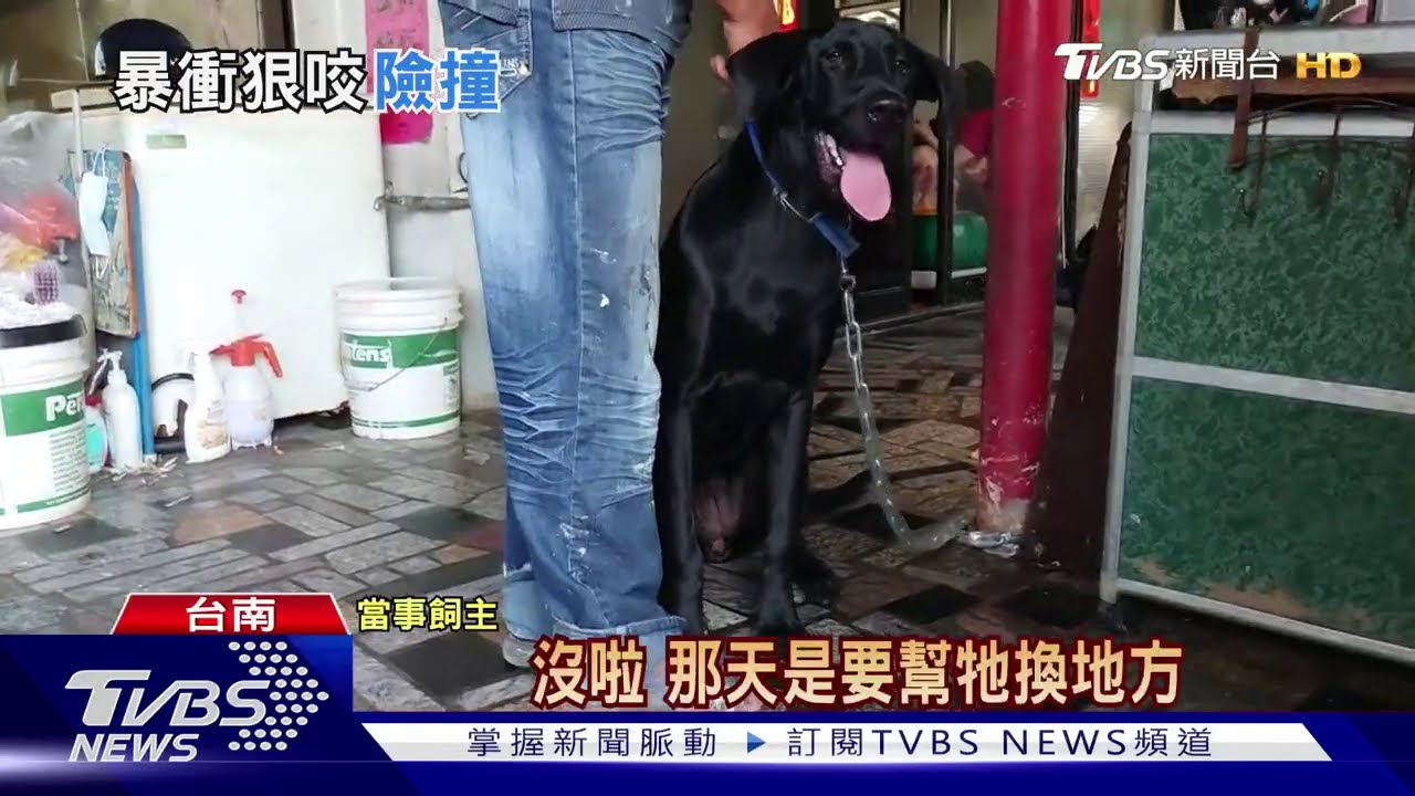 高山犬暴衝!女騎士遭咬嚇哭 飼主:舔而已