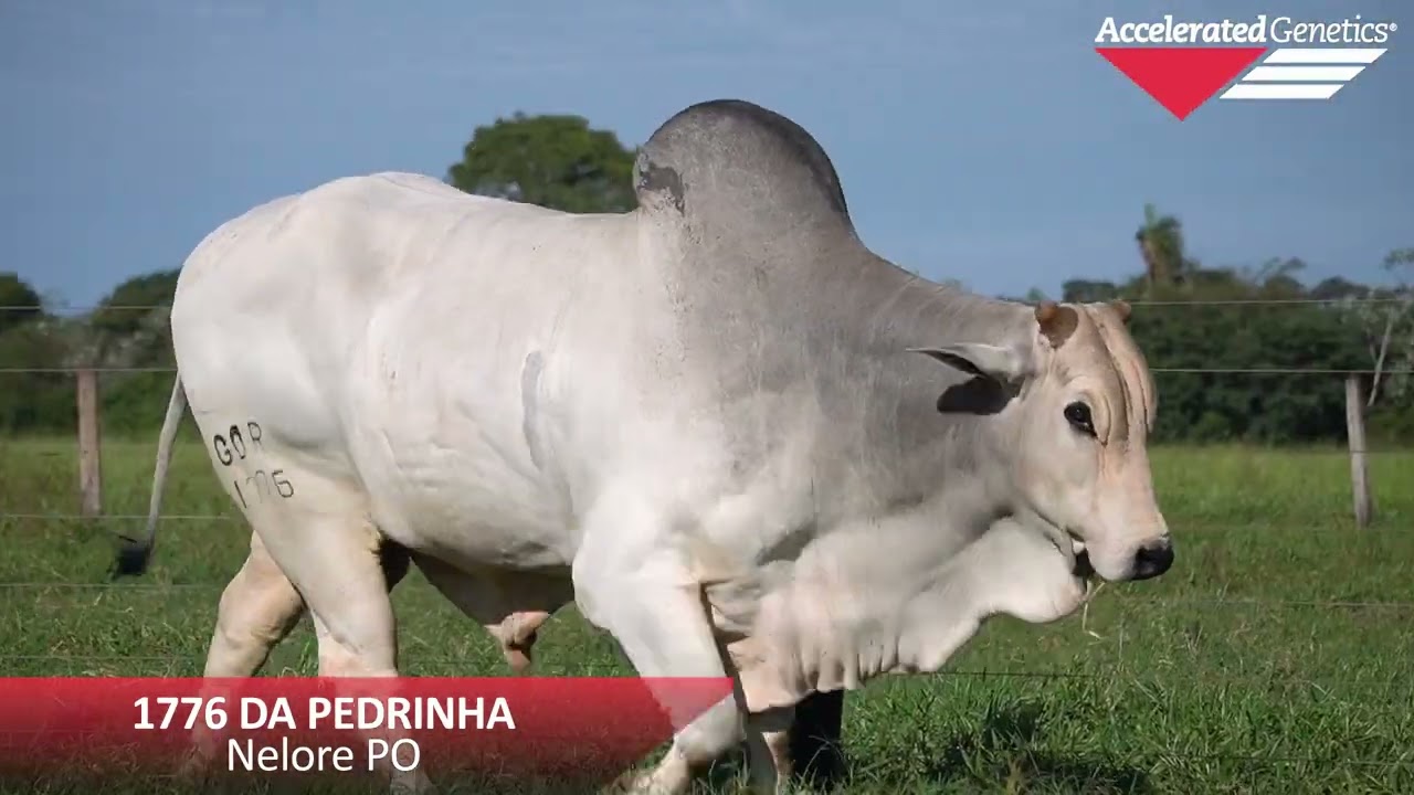 Vídeo 1776 DA PEDRINHA