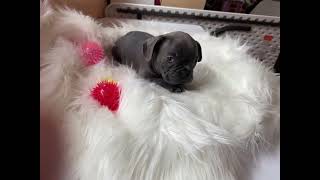 Affenpinscher Puppies Videos