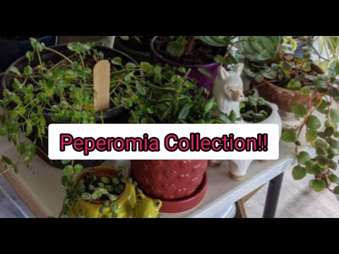 Peperomia Collection Tour 2021