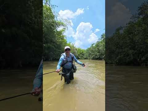 Tiempo de pesca colombia con Cascabel Indumentaria#colombia #sabaleta #tiempodepesca #Pesca #ropa