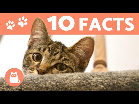 10 Things You (Probably) Didn't Know About CATS