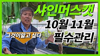 샤인머스캣 출하율 70% 당도 17브릭스 !!! 제가 알려드리겠습니다