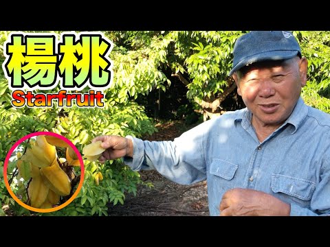 スターフルーツ、ゴレンシ 植物