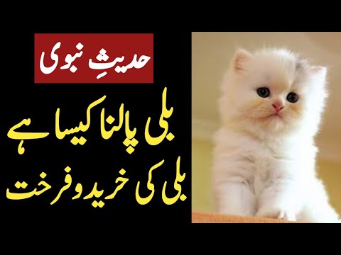 Gar Main Bili Palna Kesa Hai | hadees @IslamicReleases