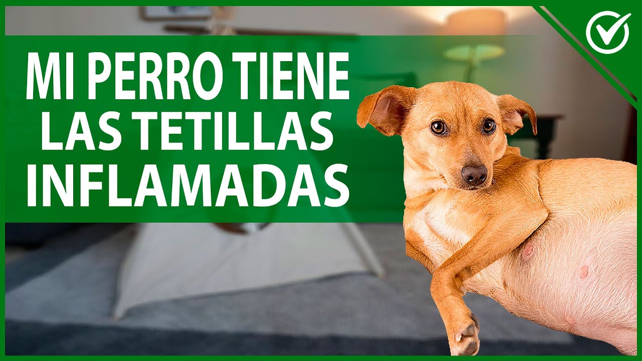 🐶 ¿Por qué mi Perra Tiene las Tetillas o Mamas Inflamadas Mastitis en Perros 🐶