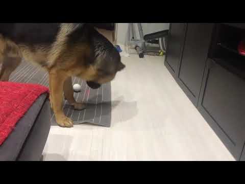 سامان سهرابی و سگش پاشا در حال گرفتن نور لیزرsaman sohrabi