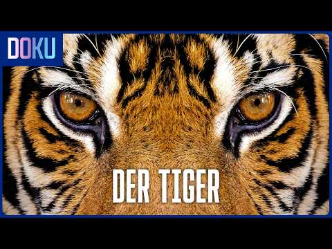 Der Tiger: Die GEFÄHRLICHSTE Raubkatze der Erde?