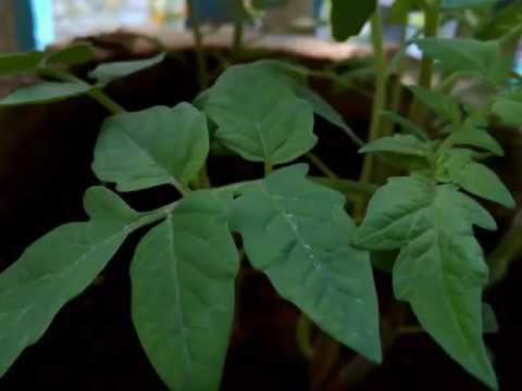 Infocus m810 camera samples