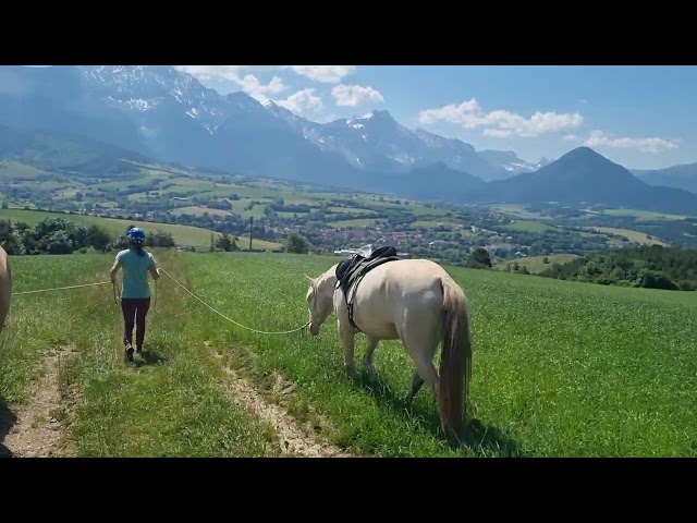 Mare Akhal Teke For sale 2021 Cremello