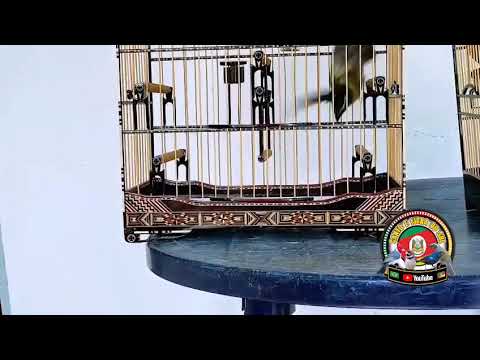 #PapoComTchê - Manejo com filhotes vídeo 5 ( ASAFE na disputa ).