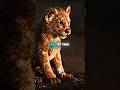 The Hidden Meaning Of The Lion King