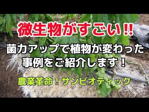 枯草菌の芽胞形成(マラカイトグリーン染色)