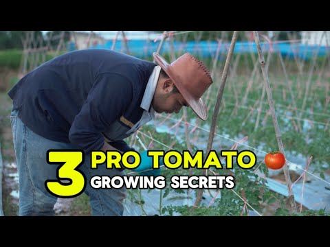 TOP 3: Tomato Growing Secrets from the Pros #tomato #agriculture