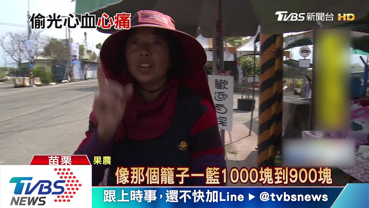 葡萄成熟時 小偷漏夜採光!果農心痛