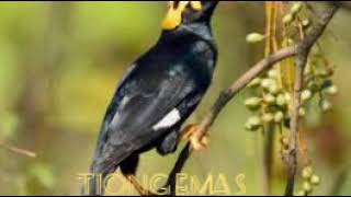 Download lagu burung tiong emas mp3