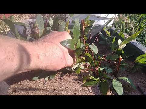 Řízkování Kamčatské borůvky do maltovníku část 2. 21.7.24