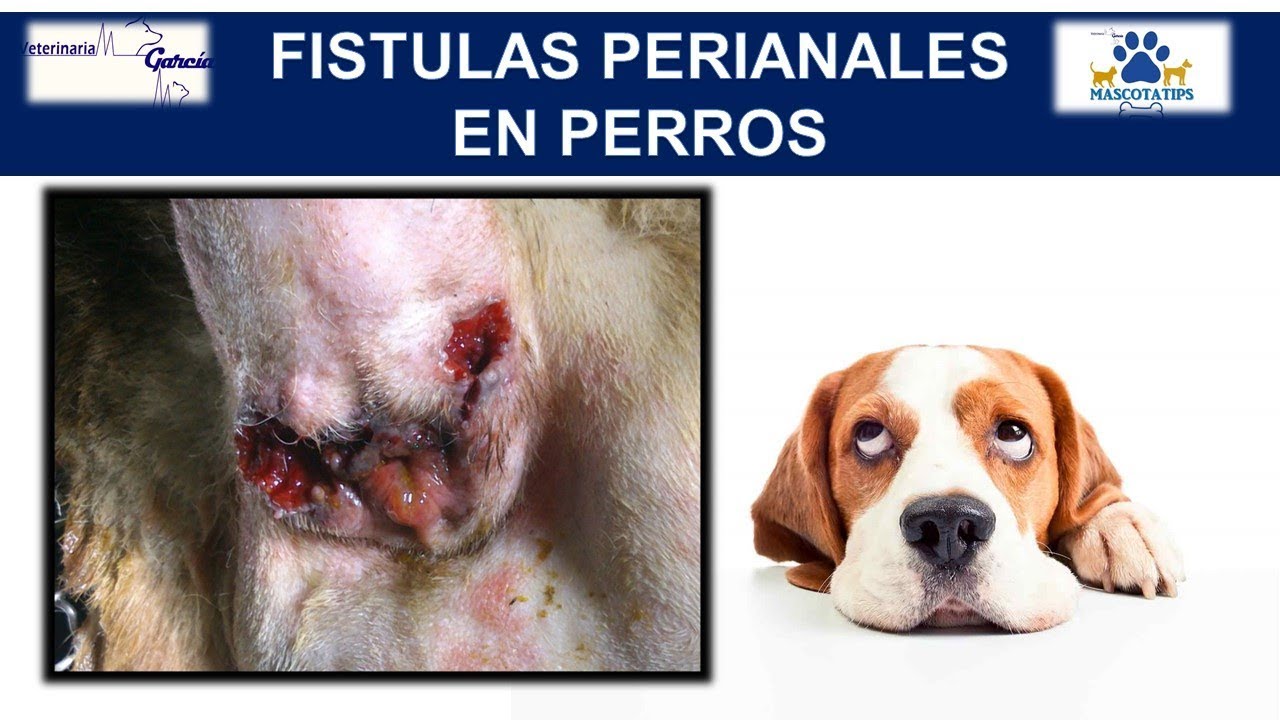 ¿QUE ES Y COMO TRATAR UNA FISTULA EN MASCOTAS
