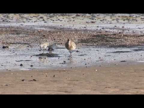 Bioturbation - Forschen im Watt