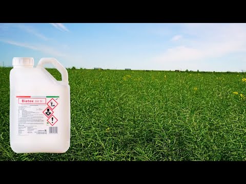 Lepidoptera in rapeseed from Balta Doamnei were combated with Biatox, from Agrii