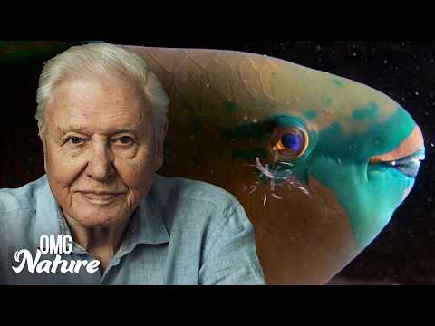 Desert Seas | Narrated by David Attenborough