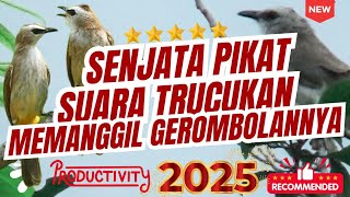 Download lagu Pikat trucuk paling ampuh ‼️ pikat trucukan ribut paling ampuh untuk pikat trucukan liar mp3 Download lagu Pikat trucuk paling ampuh ‼️ pikat trucukan ribut paling ampuh untuk pikat trucukan liar mp3