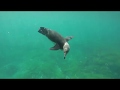 Galapagos Penguin Swimming Underwater