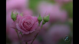 Roberto Carlos - Estas tan Linda