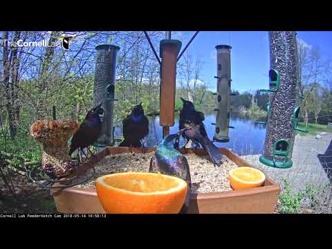 Common Grackles Display At Feeder – May 14, 2018