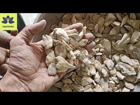 Sweet Suranjan White