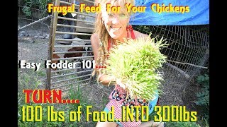 How To Feed Chickens For A Dollar A Day! Karl Hammer?