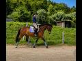 Hongre - OC - 13 ans - Dressage / Polyvalent - France