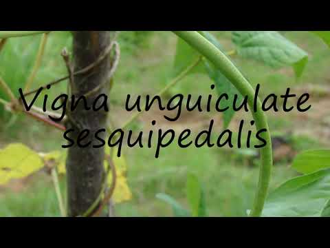 How to Pronounce Vigna unguiculate sesquipedalis?