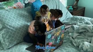 Monkeys trying to send emails to say Thank you for following and subscribing to our channel 😍❤️