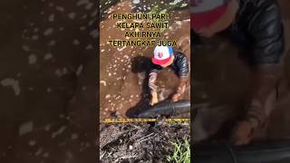 Download lagu mancing di parit kelapa sawit dapat ikan gabus gede banget #shorts mp3