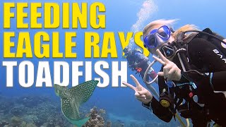 FEEDING Eagle Rays & Finding Toadfish  - Roatan Scuba Diving Adventure - Ep 110