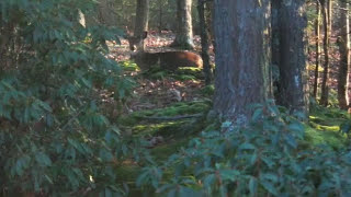 Dave Van Ronk - The Antelope Rag