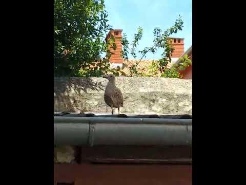 baby seagull on garage