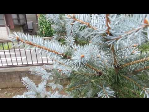 園芸 コロラドスプルース、ブルーモミ、ブルースプルース