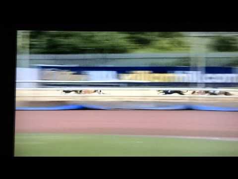 Fearsome Aquila 1st Trap6 8/7/15