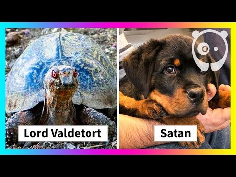 Clever Pet Names That Will Make You Laugh Out Loud Video