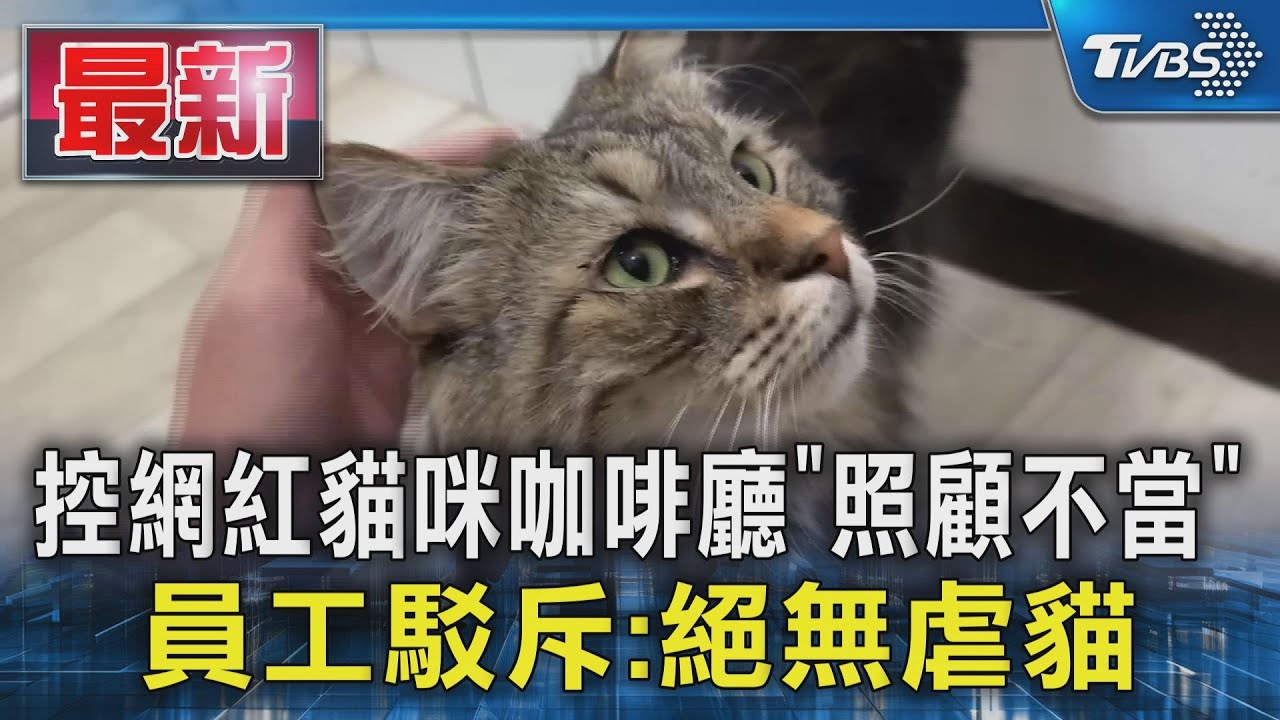 控貓咪網紅咖啡廳「照顧不當」 員工:絕無虐貓
