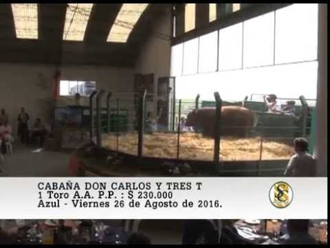 26-08-16 Venta de Toros A.A. P.P. - Cabaña Don Carlos y Tres T - Azul.