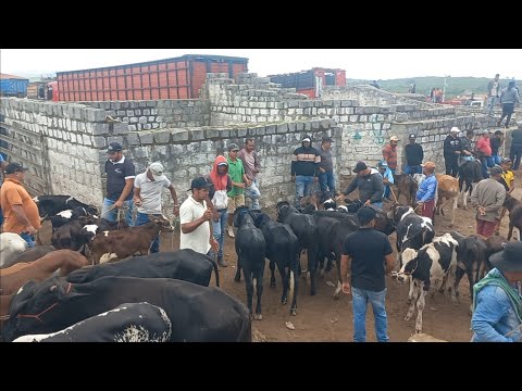 Feira do gado de Capoeiras PE 06/03/2026!